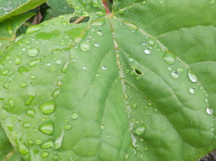 雨雫　7.14　2014