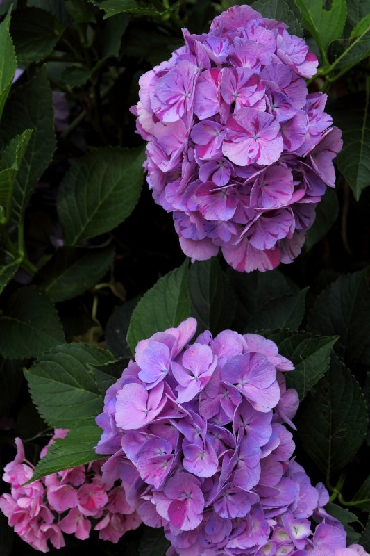 中千本公園の紫陽花_07.jpg