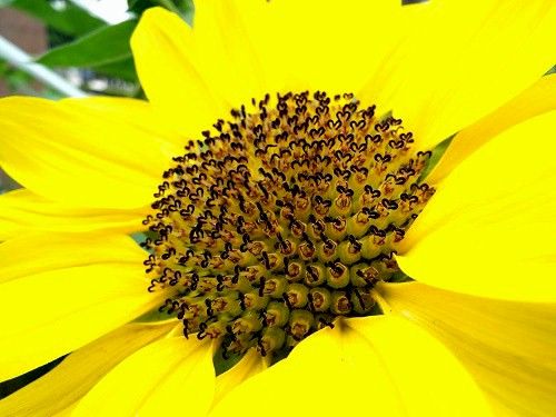 ヒマワリ 向日葵 の花にハートが一杯 気ままな生活 楽天ブログ