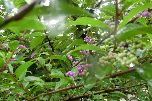 ムラサキシキブ