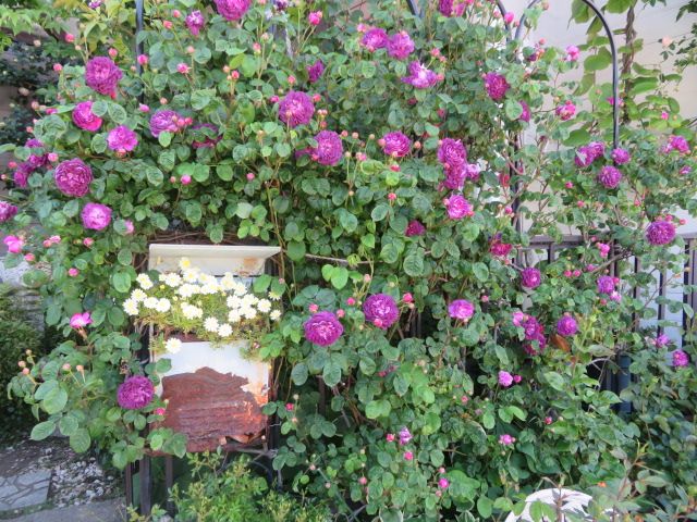 麗しのシックなバラ壁と彩添えるミニバラとお花 今日のバラ ばぁばの薔薇の花園 楽天ブログ