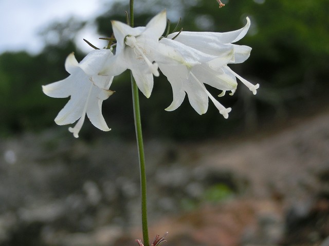 CIMG9623.jpg