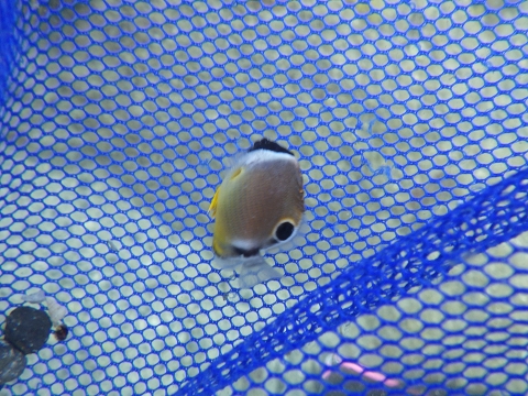 串本磯採集2017年7月下旬前半40　チョウチョウウオ（Chaetodon auripes）