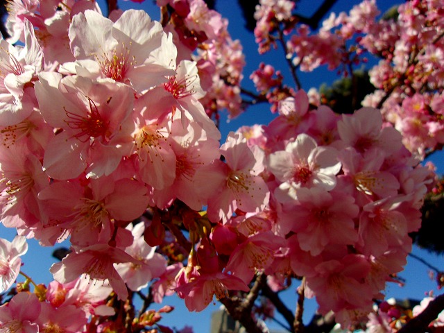 桜　２.jpg