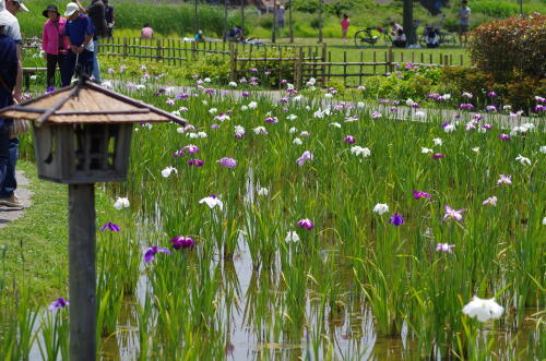 小岩菖蒲園にて