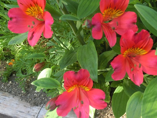 アリストロメリア