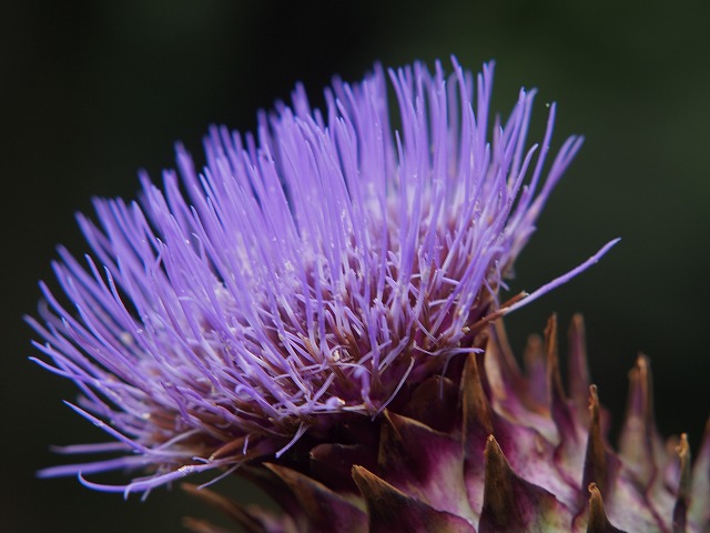 P6300341.jpg