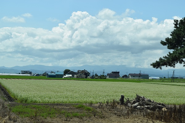 北竜町のそば畑