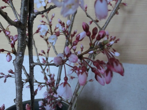 枝垂れ桜