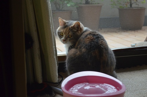 2012.5.1rose w2.jpg