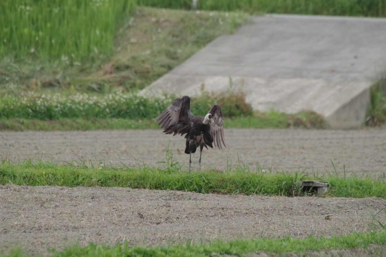 痛ましや 釣り糸がクロツラヘラサギの左足を奪う 雨釣の釣り日記 楽天ブログ