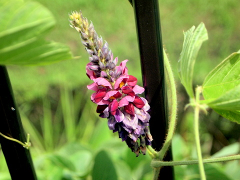 葛の花