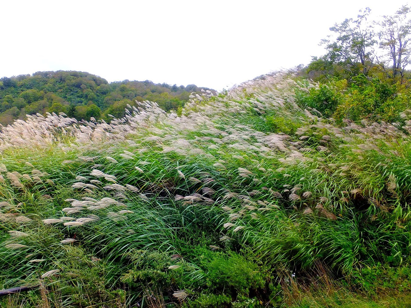 すすき Isamuの写真俳句 四季の森空間 楽天ブログ