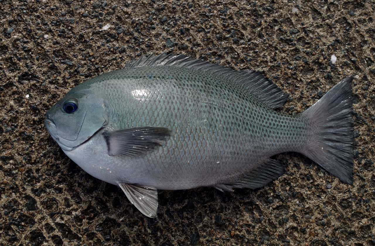 雨の後やや上向いたグレ釣り。 | 雨釣の釣り日記 - 楽天ブログ