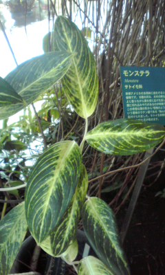 夢の島10