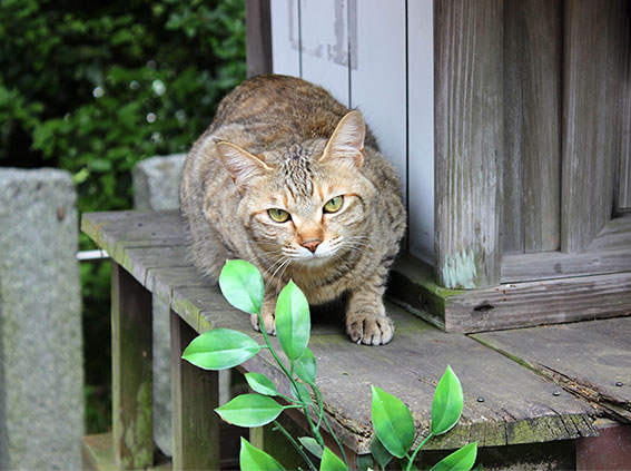忌部神社のニャンコ-3♪