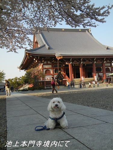 池上本門寺