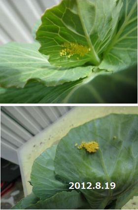 モンシロチョウの卵