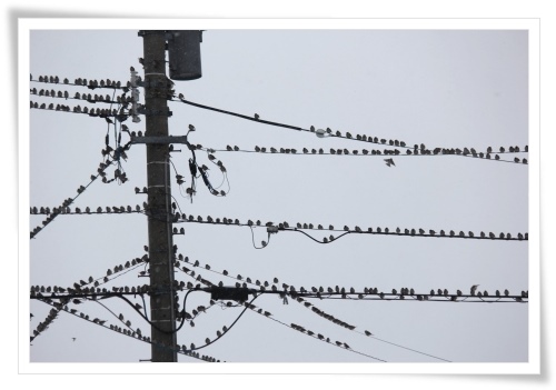 スズメの大群-2 14.2.5