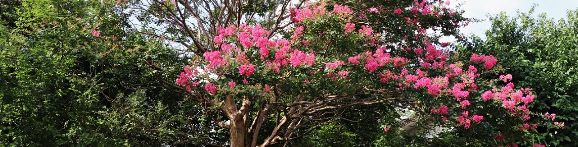 10ページ目の 花景色 清多夢くらぶ 楽天ブログ