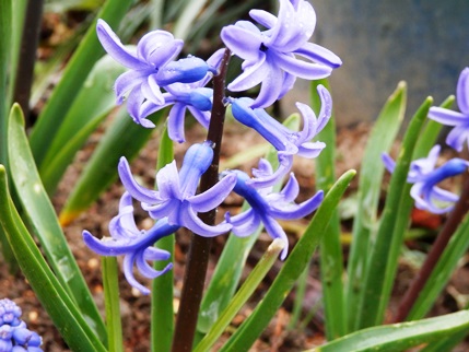 P3190002ヒヤシンスブログ.jpg