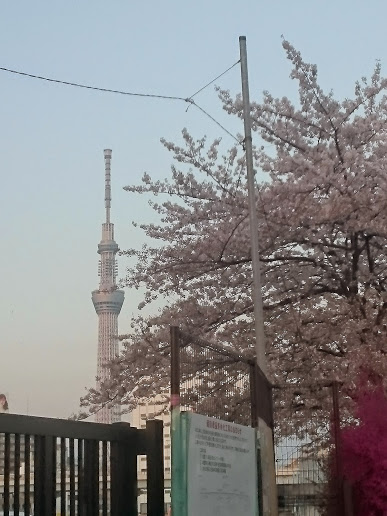 桜８.JPG