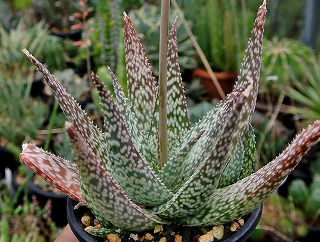 DSC_2476.jpg