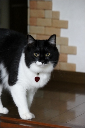 東京旅行-133 茶々姫-2 13.10.6