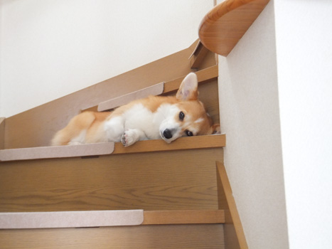 はな