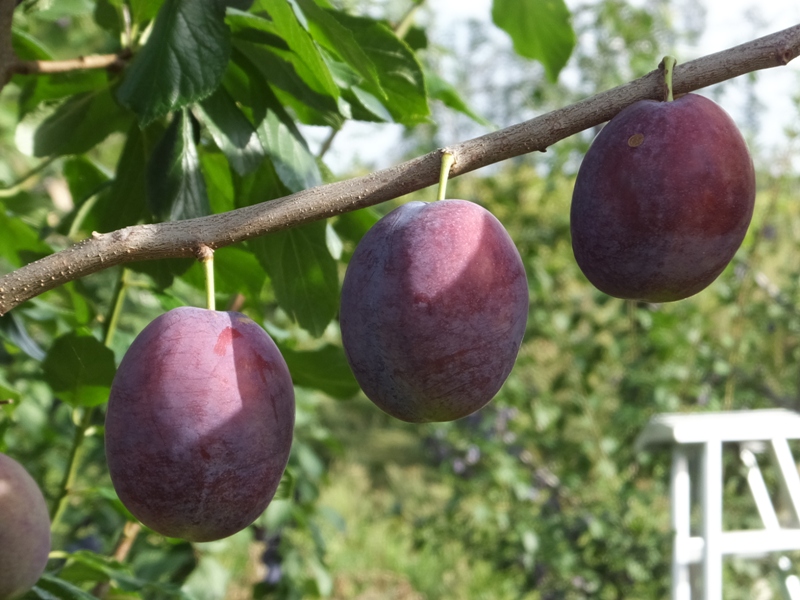 prune2015.JPG