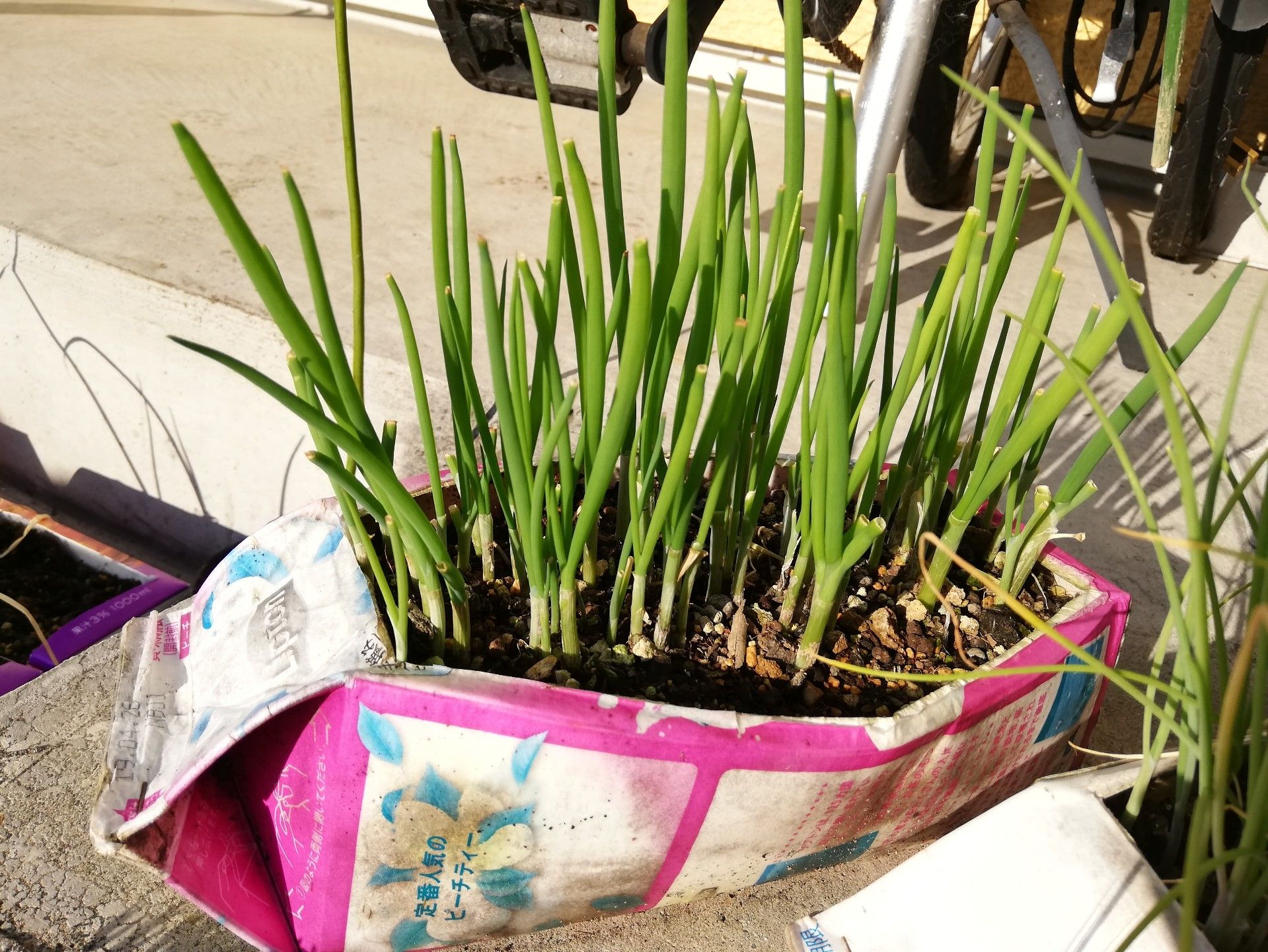 牛乳パックで葉ネギ栽培 エンドレス再生栽培の成長記録をまとめたよ 牛乳パックと発泡スチロールで家庭菜園してみたら結構難しくて何回も失敗したけど結果から少しずつ学んでいくブログ 楽天ブログ