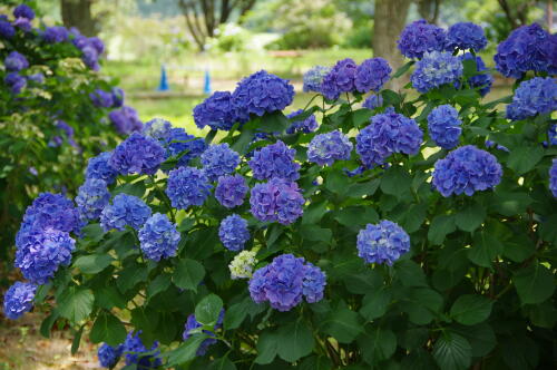 昭和記念公園の紫陽花