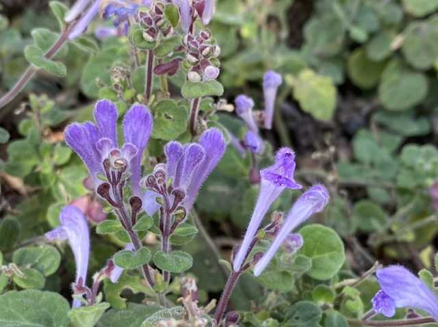 立浪草 紫と白 今日のお客さん 静かな時が流れる 風の庭 楽天ブログ