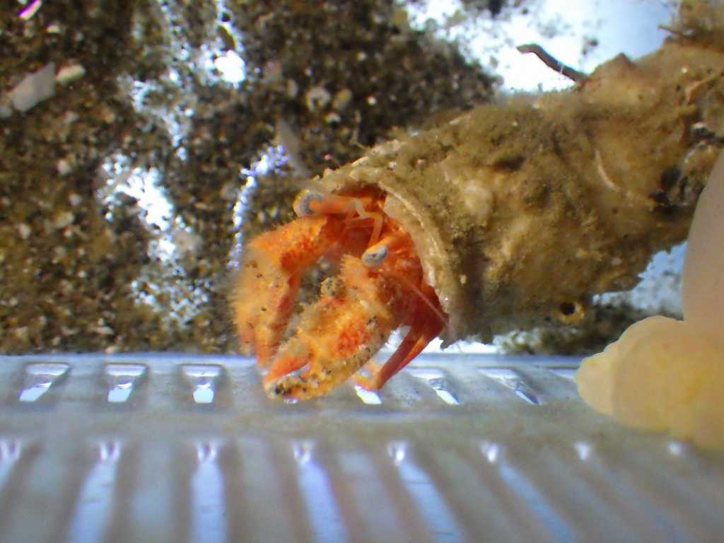 カルイシヤドカリ（Pylocheles mortensenii）2　深海性ヤドカリ