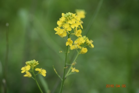 DSC_0048.JPG