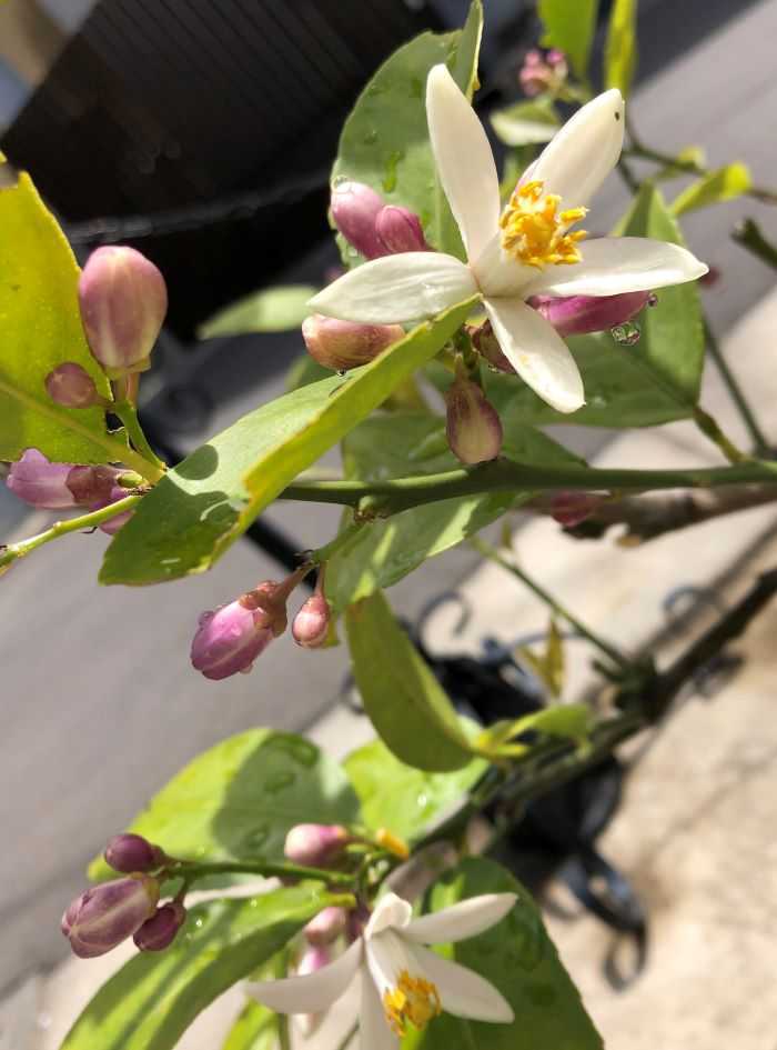 レモンの花が咲きました 雨が止んだら Welcome To My Homepage 楽天ブログ