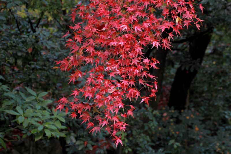 東福寺_006.jpg