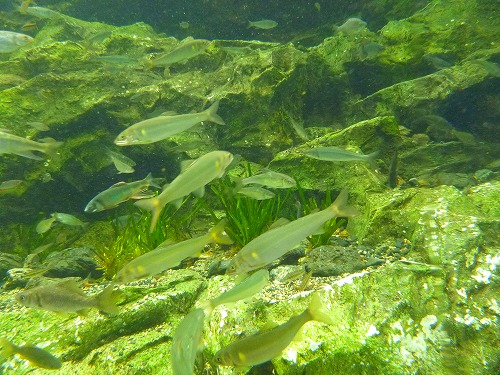 京都水族館の鮎