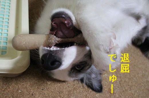 たいくつ