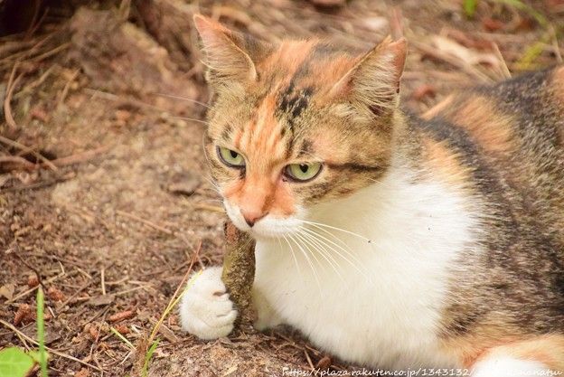 イタリアのロケットは今週木曜(18日)大きな挑戦に直面する