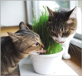 おぬしも悪よのぉ