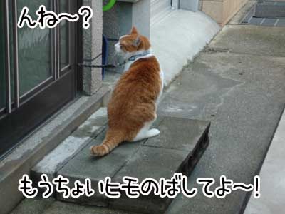 茶猫２.JPG