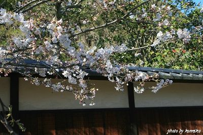 sakura 2012 kamakura