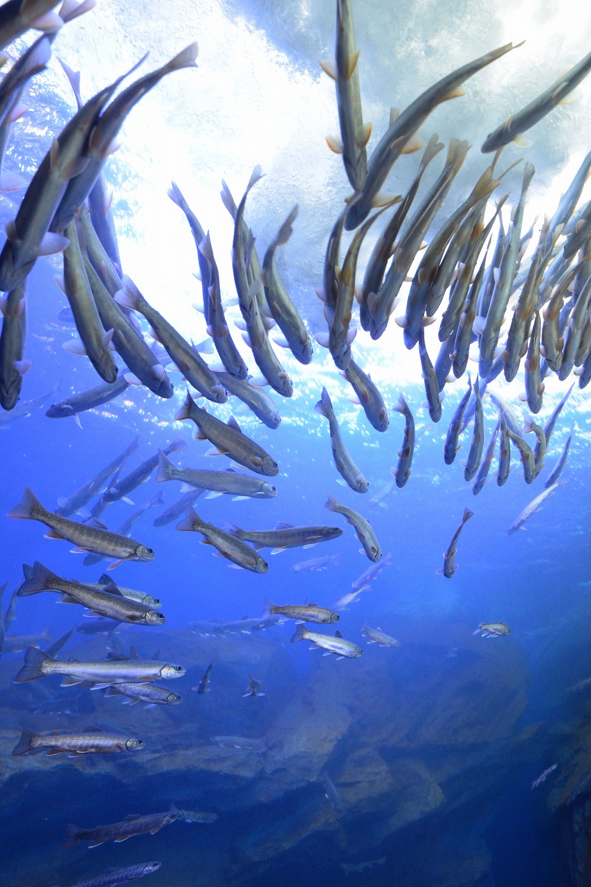 オホーツク　北見市　留辺蘂　山の水族館　滝つぼの水槽　１