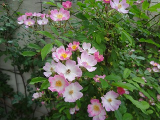 DSC01155.jpg