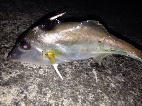 うなぎ釣り １発目 浜名湖周辺 開拓中 楽天ブログ