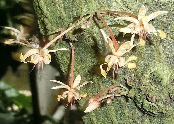 京都府立植物園の花 ヘリコニア バナナ フトモモ カカオ だい のひとりごと 楽天ブログ