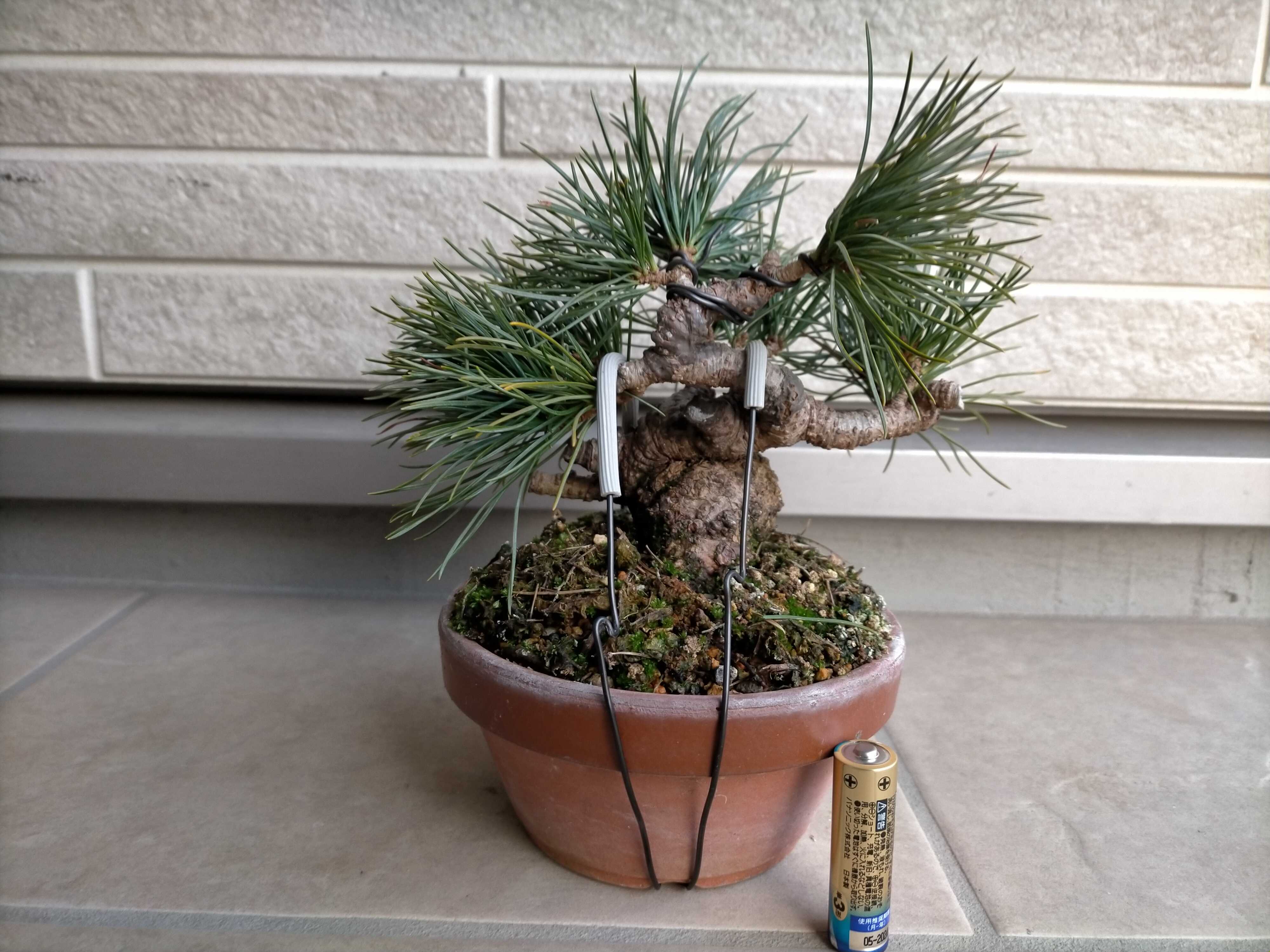 五葉松の盆栽（2鉢まとめて）② 五葉松2本まとめて