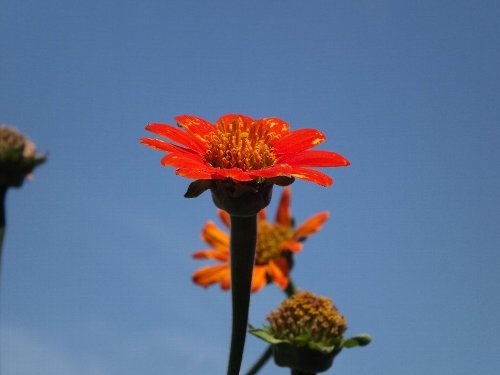titonia-1-b.jpg