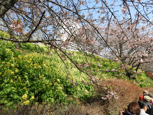 まつだ桜まつり